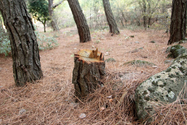 Best Storm Damage Tree Cleanup  in Cordele, GA